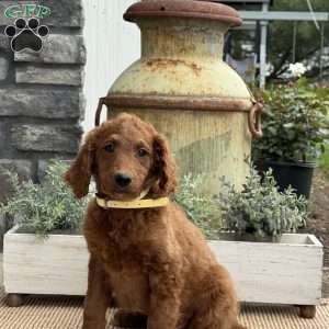 Sally, Goldendoodle Puppy