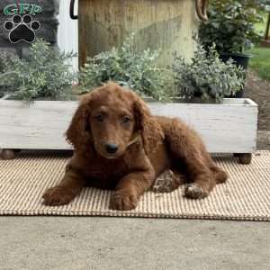 Sally, Goldendoodle Puppy