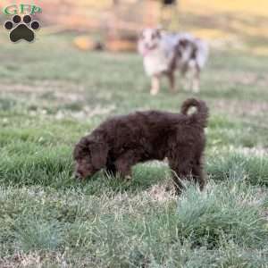 Moose, Borderdoodle Puppy