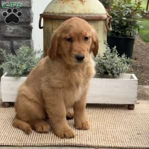 Gigi, Golden Retriever Puppy