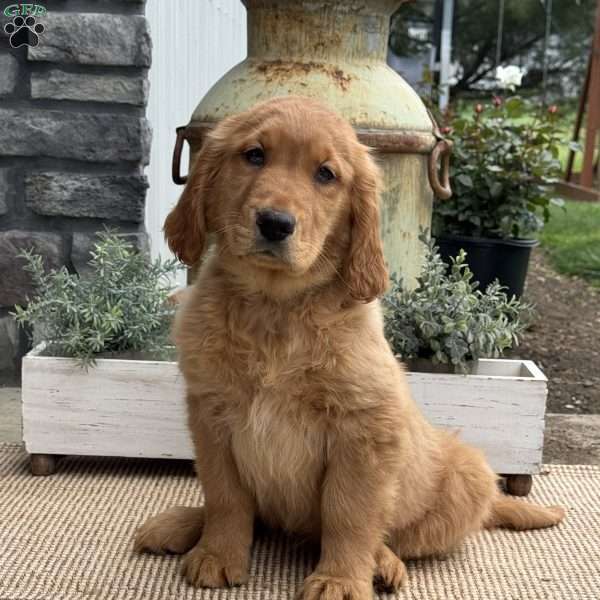 Gigi, Golden Retriever Puppy