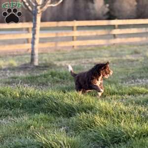Adelle, Borderdoodle Puppy