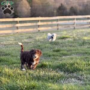 Adelle, Borderdoodle Puppy