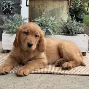 Gigi, Golden Retriever Puppy