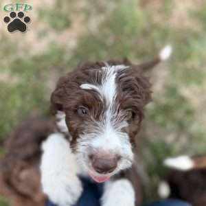 Bruno, Borderdoodle Puppy