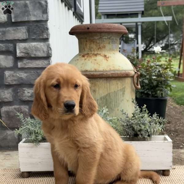 Gage, Golden Retriever Puppy
