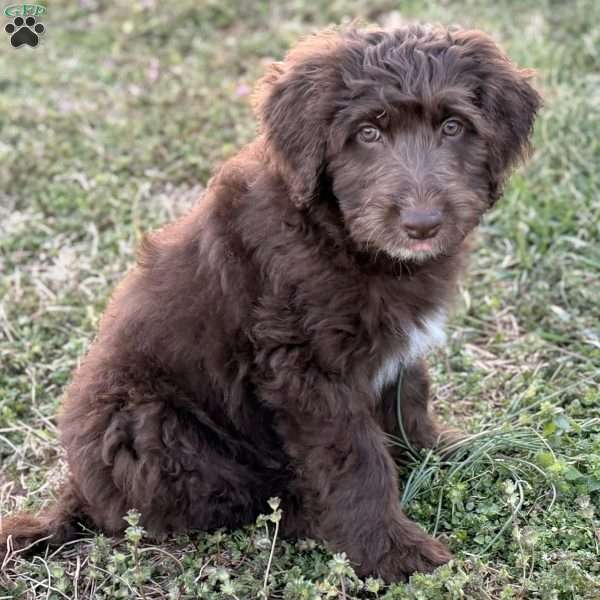 Moose, Borderdoodle Puppy