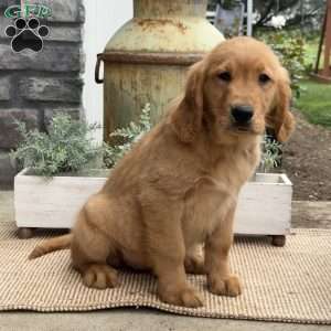 Gage, Golden Retriever Puppy