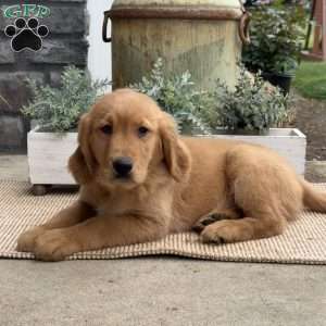 Gage, Golden Retriever Puppy