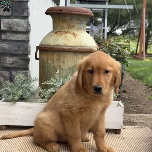 Gail, Golden Retriever Puppy