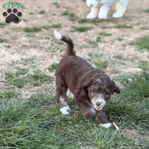 Adelle, Borderdoodle Puppy