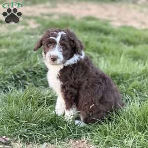 Bruno, Borderdoodle Puppy