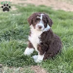 Bruno, Borderdoodle Puppy