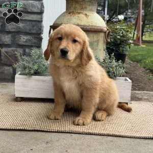 Ginny, Golden Retriever Puppy