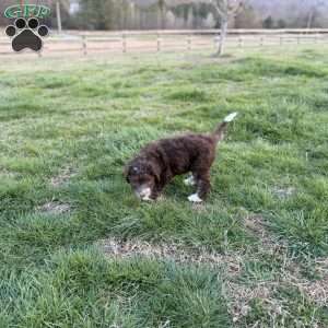 Adelle, Borderdoodle Puppy