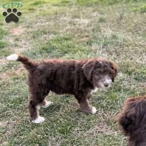 Adelle, Borderdoodle Puppy