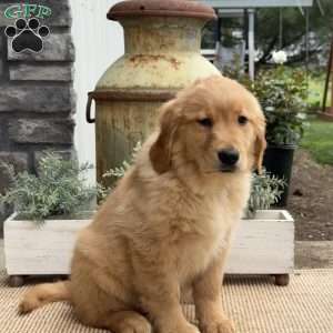 Ginny, Golden Retriever Puppy