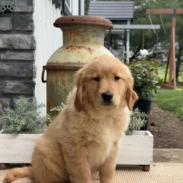 Ginny, Golden Retriever Puppy