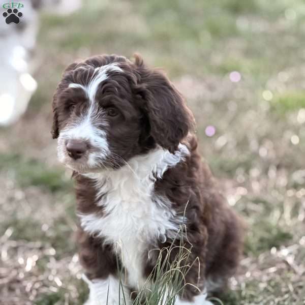 Bruno, Borderdoodle Puppy