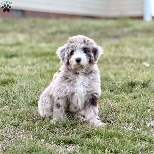 Zilla, Borderdoodle Puppy