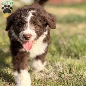 Bruno, Borderdoodle Puppy