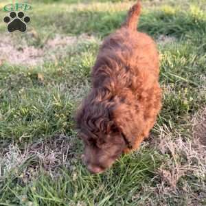 Moose, Borderdoodle Puppy