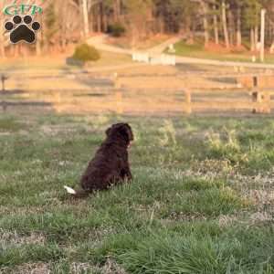 Moose, Borderdoodle Puppy