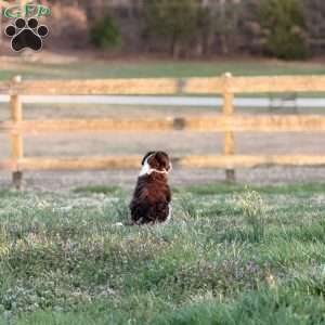 Bruno, Borderdoodle Puppy