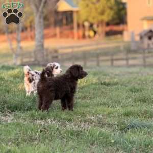 Moose, Borderdoodle Puppy
