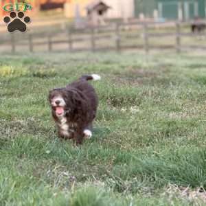 Adelle, Borderdoodle Puppy