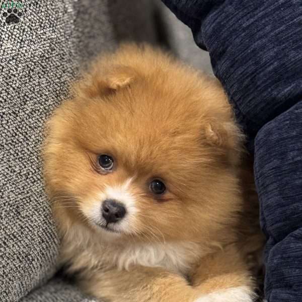 Rusty, Pomeranian Puppy