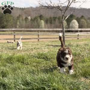 Bruno, Borderdoodle Puppy