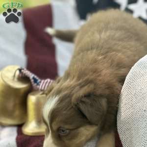 Brodie, Australian Shepherd Puppy
