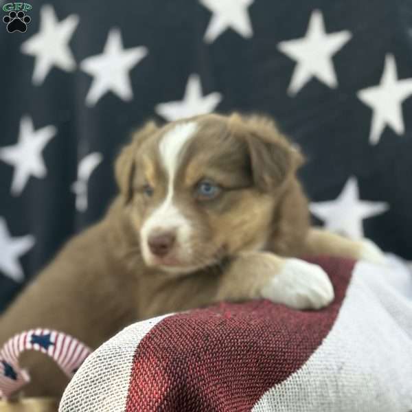 Brodie, Australian Shepherd Puppy