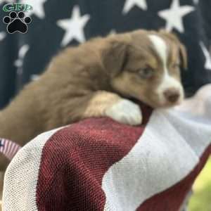 Brodie, Australian Shepherd Puppy