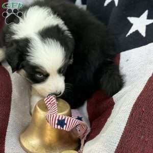 Oreo, Australian Shepherd Puppy