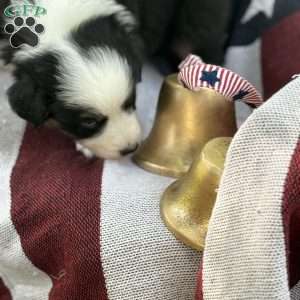 Oreo, Australian Shepherd Puppy