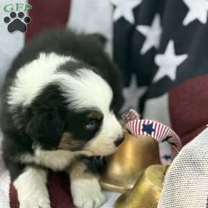 Oreo, Australian Shepherd Puppy