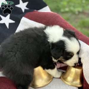 Oreo, Australian Shepherd Puppy