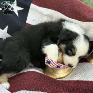 Oreo, Australian Shepherd Puppy