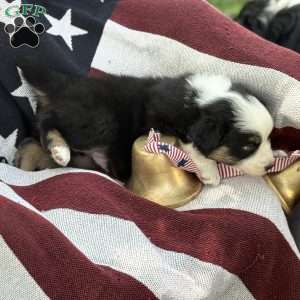 Oreo, Australian Shepherd Puppy
