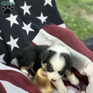 Oreo, Australian Shepherd Puppy