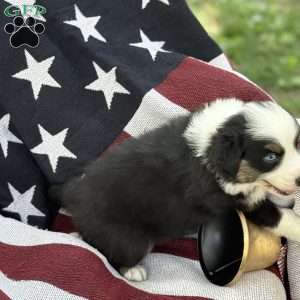 Oreo, Australian Shepherd Puppy