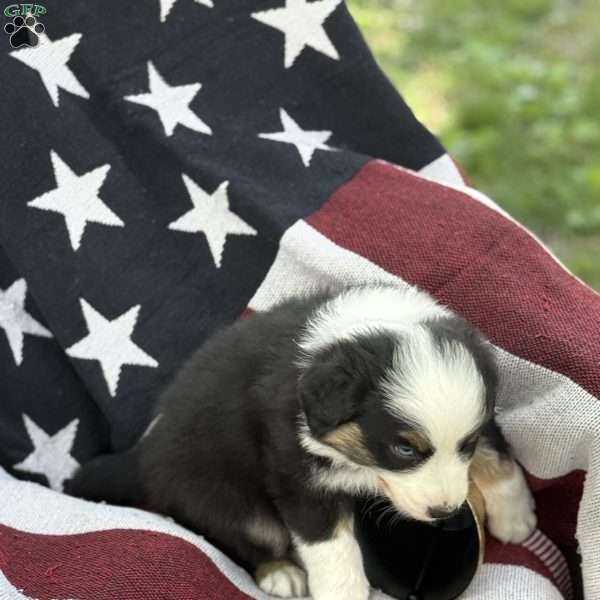 Oreo, Australian Shepherd Puppy