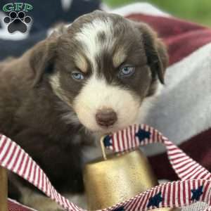Cocoa, Australian Shepherd Puppy