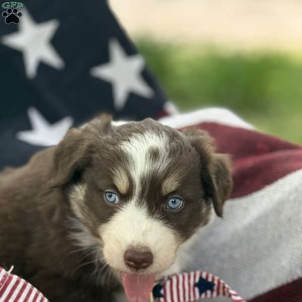 Cocoa, Australian Shepherd Puppy