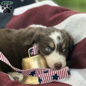 Cocoa, Australian Shepherd Puppy