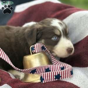 Cocoa, Australian Shepherd Puppy