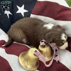 Cocoa, Australian Shepherd Puppy