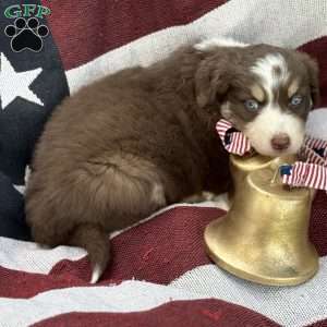 Cocoa, Australian Shepherd Puppy